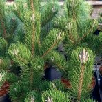 Borovica čierna (Pinus nigra) ´OREGON GREEN´ – výška 50-60 cm, kont. C5L